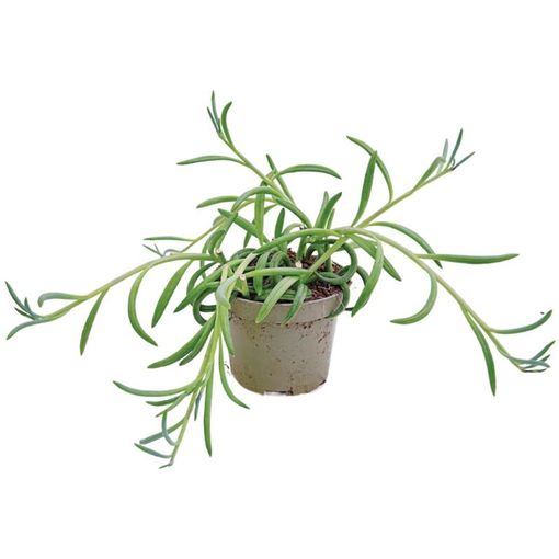 Senecio radicans