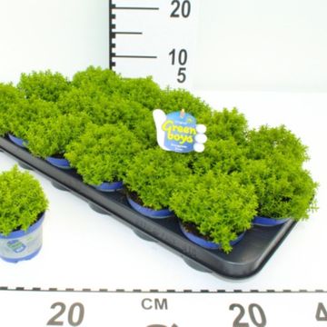 Hebe 'Emerald Gem'