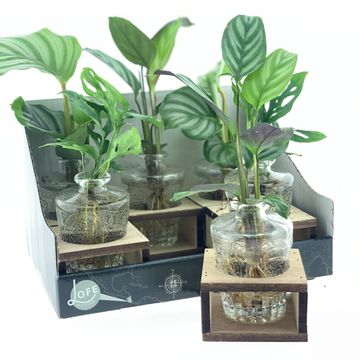 Arrangement Houseplants