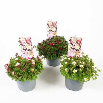 Saxifraga X ARENDSII MIX