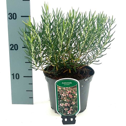 Andromeda glaucophylla