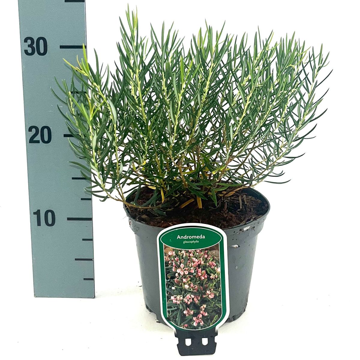 Andromeda glaucophylla — Plant Wholesale FlorAccess
