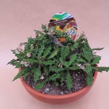 Euphorbia decaryi