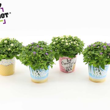 Exacum affine MIX