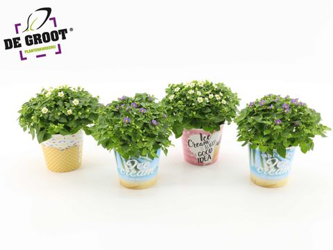 Exacum affine MIX