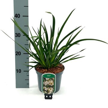 Libertia grandiflora