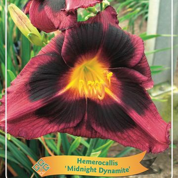 Гемерокалис 'Midnight Dynamite'