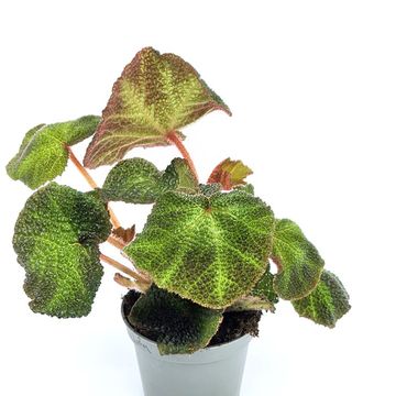 Begonia solimutata