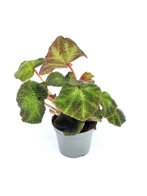 Begonia solimutata
