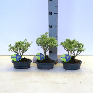 Serissa foetida 'Variegata'