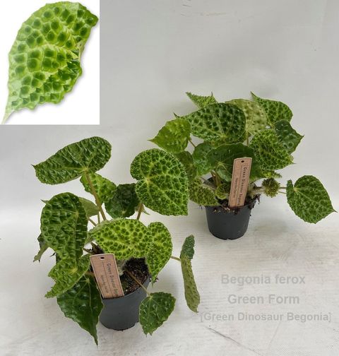 Begonia ferox 'Green Form'