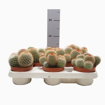 Mammillaria spinosissima