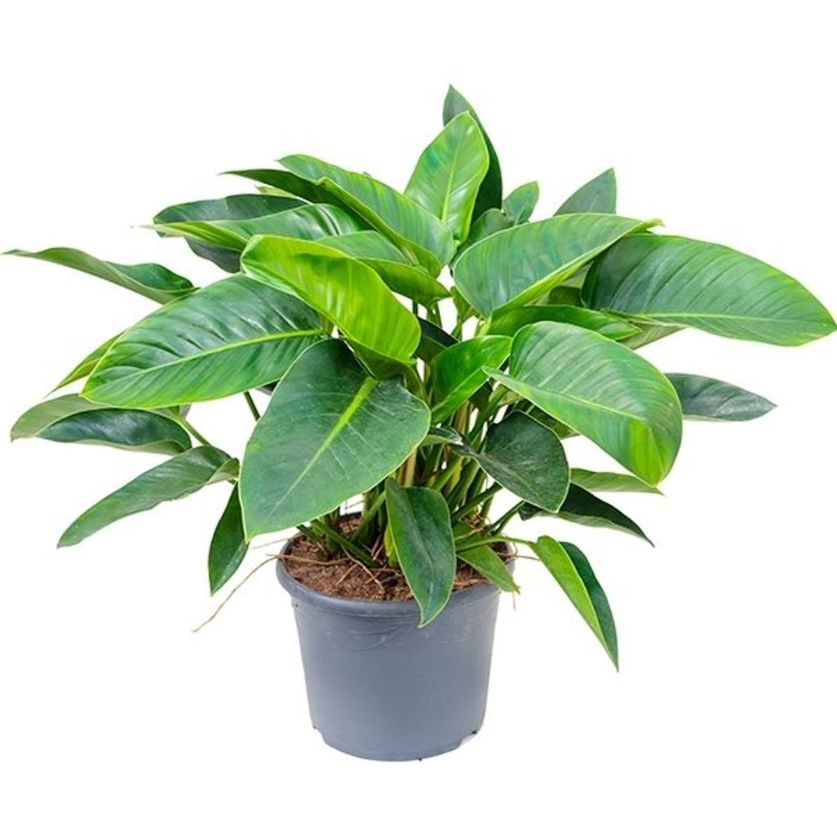 Philodendron 'Green Congo' — Plant Wholesale FlorAccess