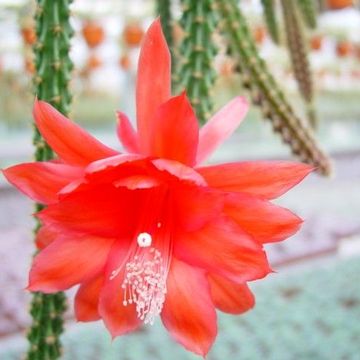 Aporocactus x mallisonii