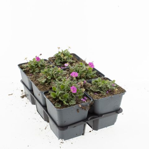 Erodium x variabile 'Bishop's Form'