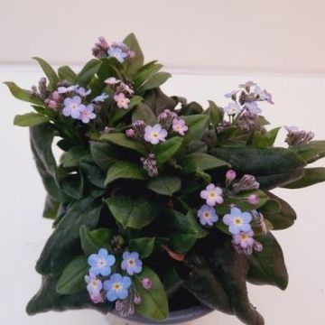 Myosotis sylvatica 'Myomark'