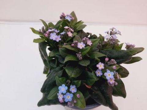 Myosotis sylvatica 'Myomark'