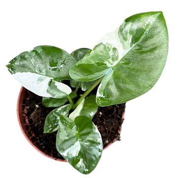 Alocasia macrorrhizos 'Variegata'