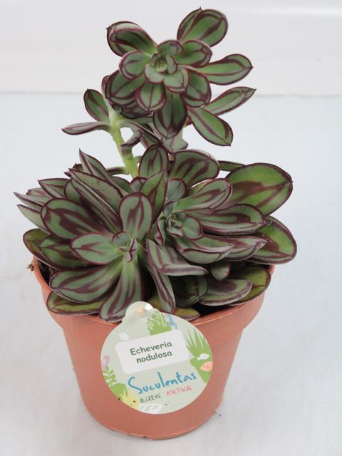Echeveria nodulosa