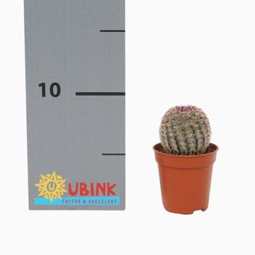 Echinocereus pectinatus rubrispinus