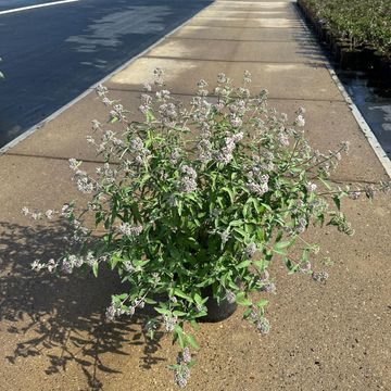 Caryopteris x clandonensis STEPHI