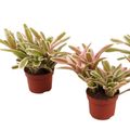 Nidularium schultesianum 'Striped Fireball'