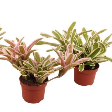 Nidularium schultesianum 'Striped Fireball'