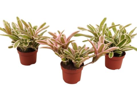 Nidularium schultesianum 'Striped Fireball'