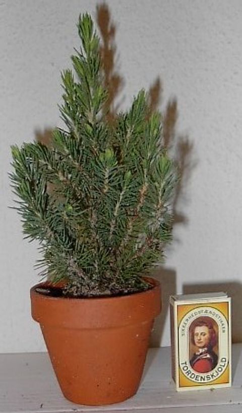 Picea glauca 'Conica'