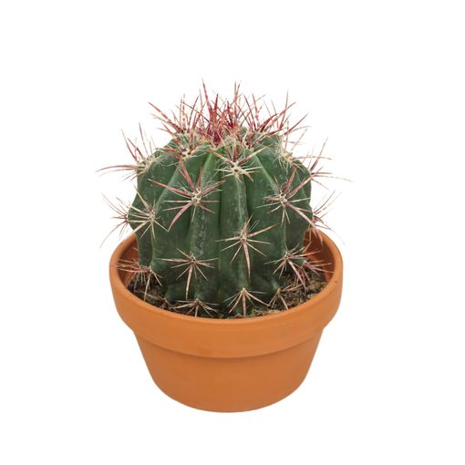 Ferocactus pilosus