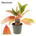 Aglaonema 'Prestige'