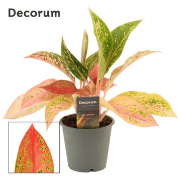 Aglaonema 'Prestige'