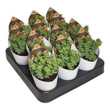 Crassula rupestris commutata
