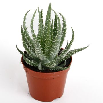 Aloe humilis