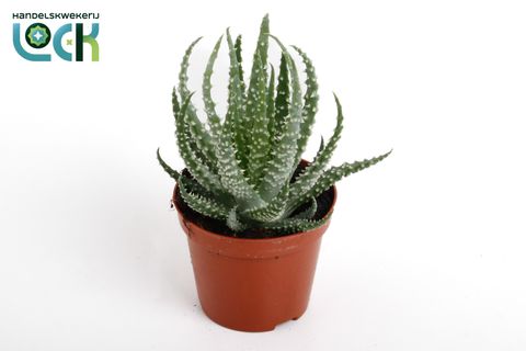 Aloe humilis