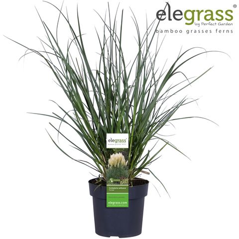 Cortaderia selloana 'Pumila'