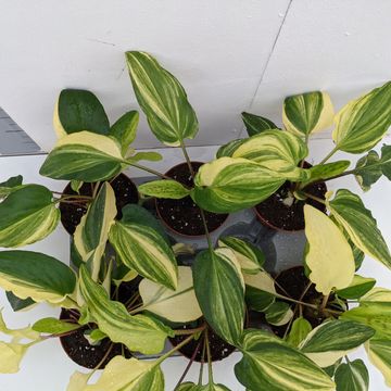 Drimiopsis maculata 'Variegata'