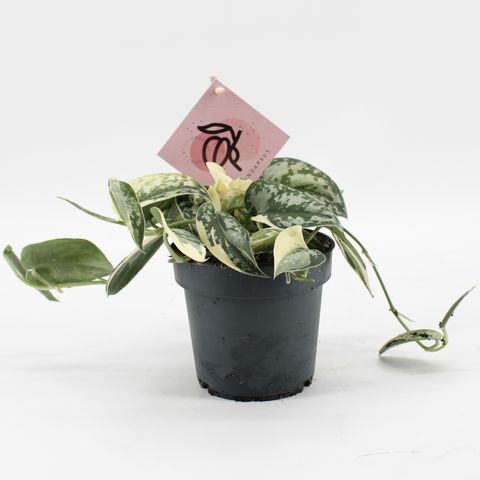Scindapsus 'Mayari Variegata'