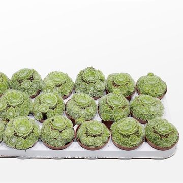 Sempervivum arachnoideum