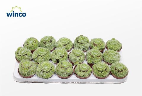 Sempervivum arachnoideum