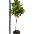 Citrus x microcarpa