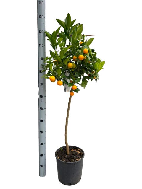 Citrus x microcarpa