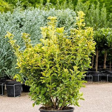 Euonymus japonicus 'Microphyllus Pulchellus Aurea'