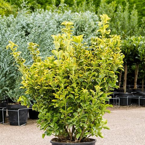 Euonymus japonicus 'Microphyllus Pulchellus Aurea' — Plant Wholesale ...