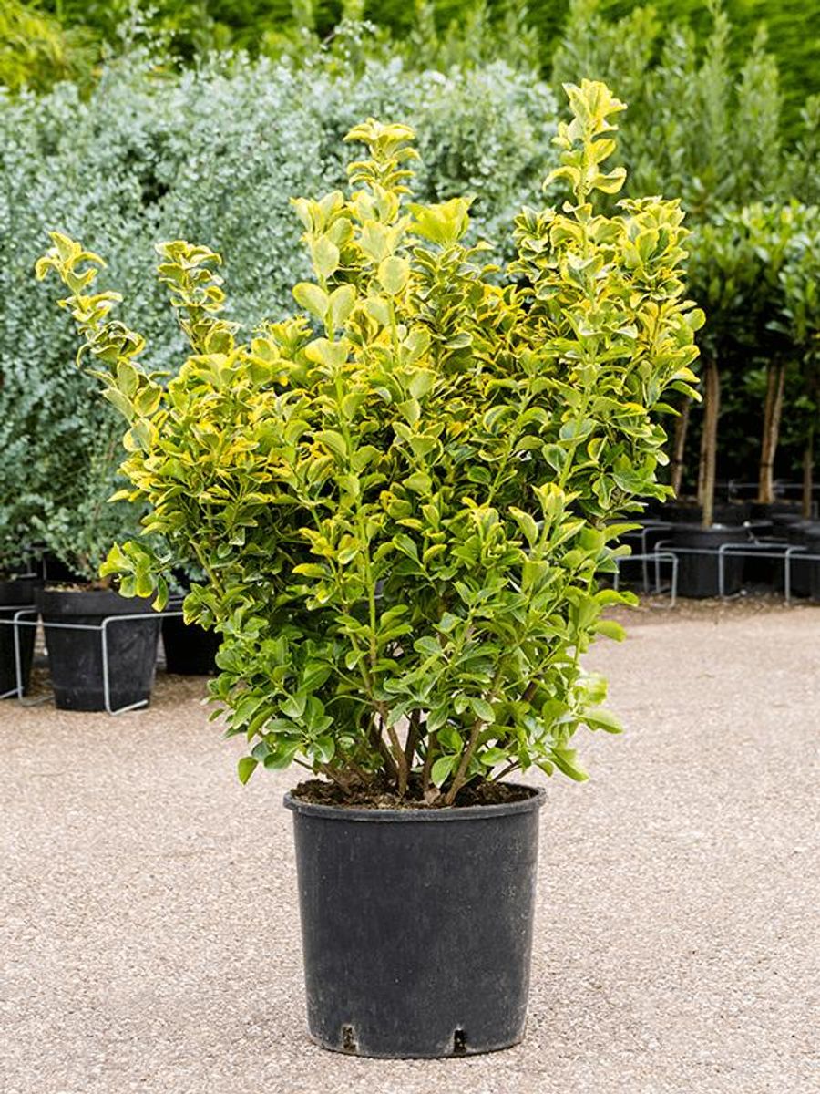 Euonymus japonicus 'Microphyllus Pulchellus Aurea' — Plant Wholesale ...