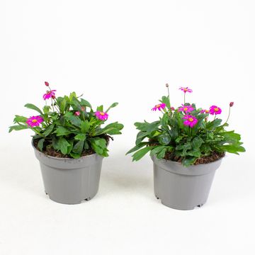 Brachyscome multifida MAGENTA DELIGHT