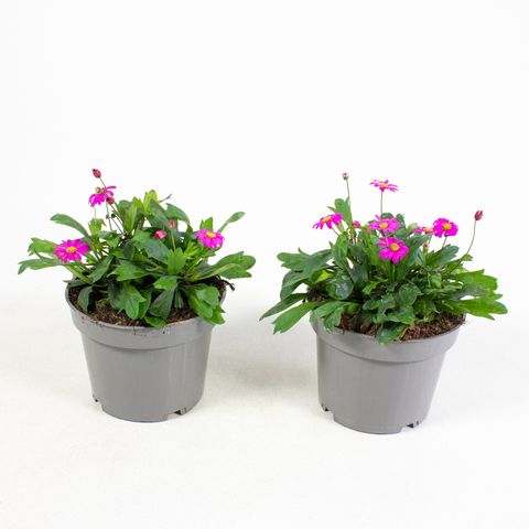 Brachyscome multifida MAGENTA DELIGHT