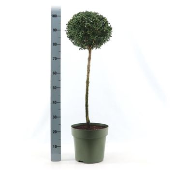 Buxus sempervirens