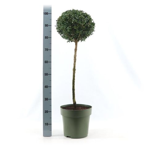 Buxus sempervirens