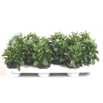 Myosotis sylvatica 'Mon Amie Blue'